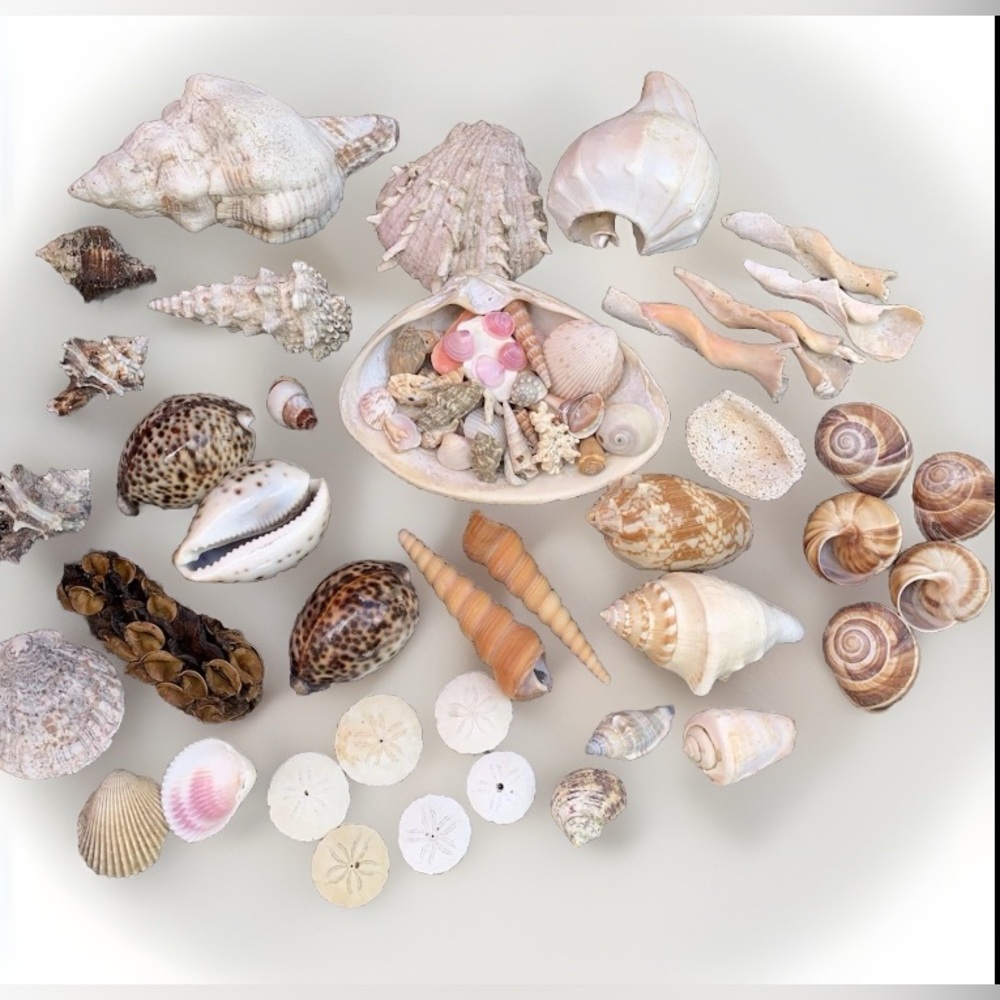 Mixed Natural Sea Shells Authentic Beach Collection Decor Crafts Aquarium.